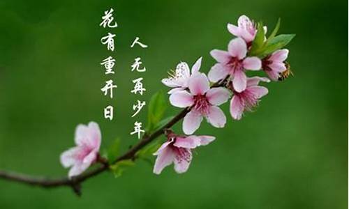 花有重开日_花有重开日人无再少年